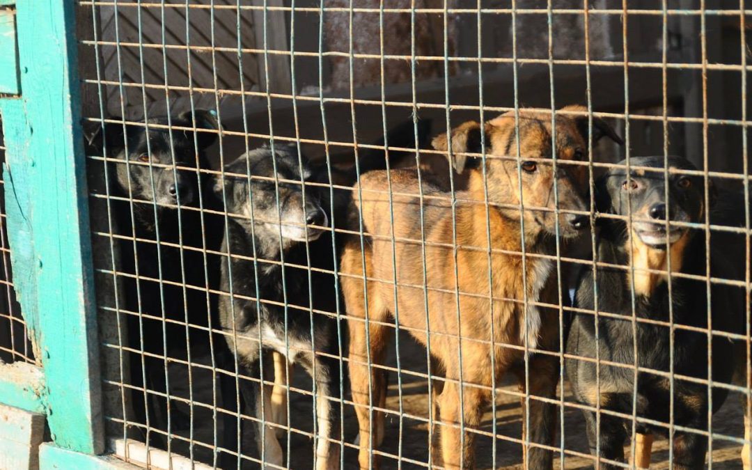 Pomoc zvířatům z Ukrajiny, jak pomoct, kde žádat o pomoc