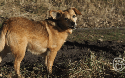 Jak začal příběh Pet Heroes v Lanškrouně
