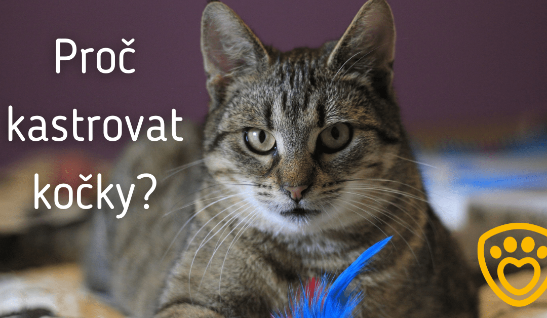 Kastrace koček: Co jste možná nevěděli?