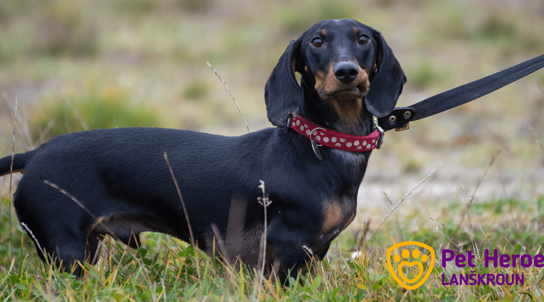 Přetahování se psem: Je to dobré nebo špatné?  