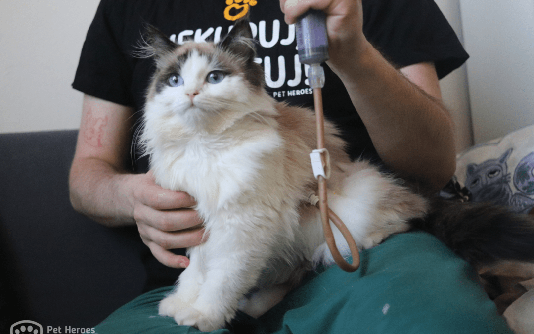 Rozárka: Kočička, jejíž léčba vyšla na 115 000 Kč