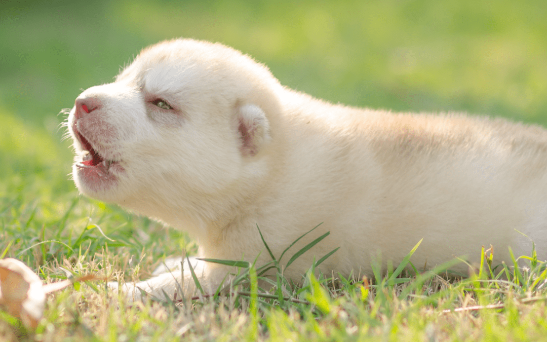 JAK PŘEDEJÍT VYTÍ A ŠTĚKÁNÍ DOMA