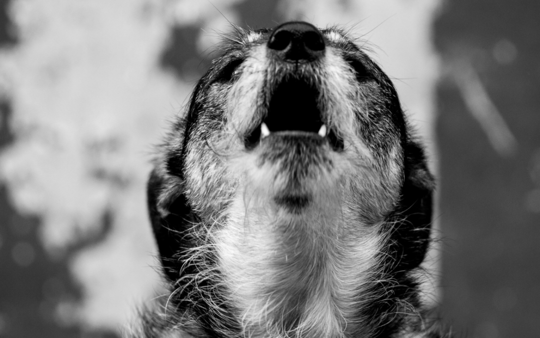 ŠTĚKÁNÍ: Co tím chce pes říct?