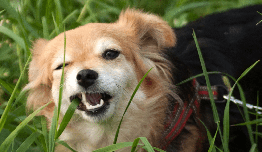 Proč psi žerou trávu? Známe odpověď!