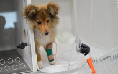 Parvovirus a Panleukopenie: Tichý zabiják