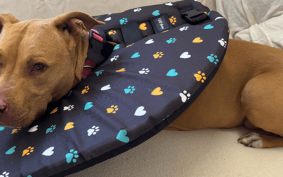 Jak poznat bolest u zvířat? A proč ji nepodceňovat?