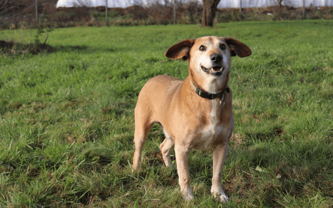 Domácí mazlíčci a alergie