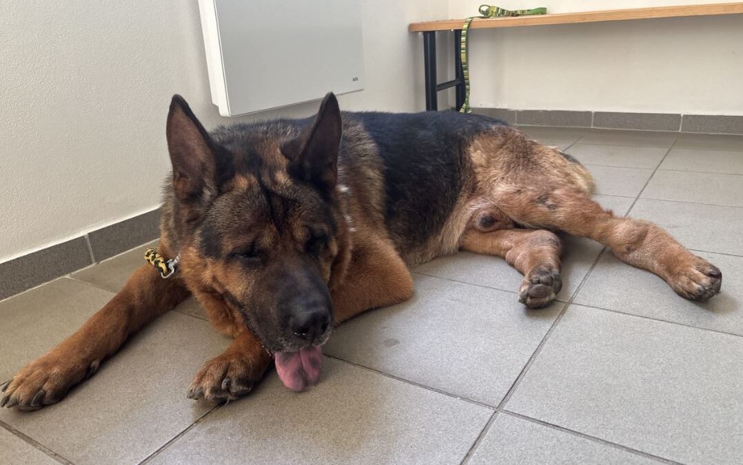 Pomozte zvířatům bez domova