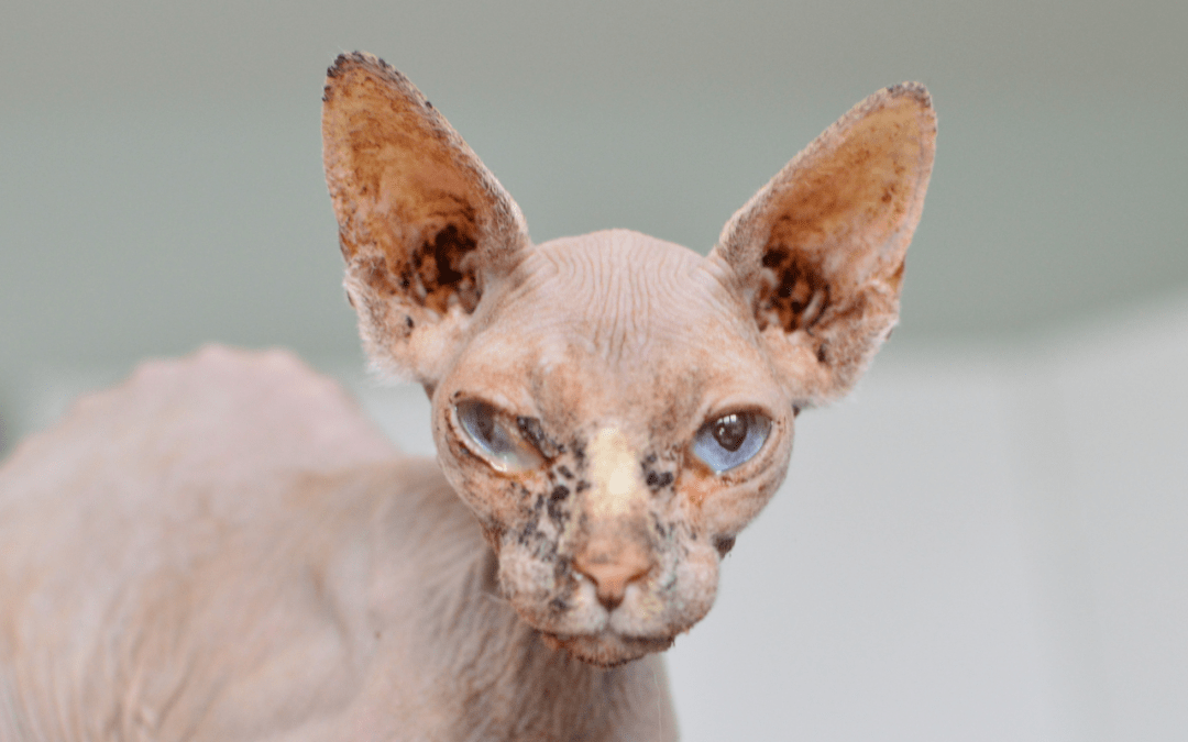 Co to jsou zoonózy? Aneb přenosné nemoci