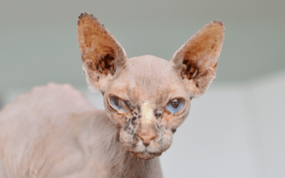 Co to jsou zoonózy? Aneb přenosné nemoci