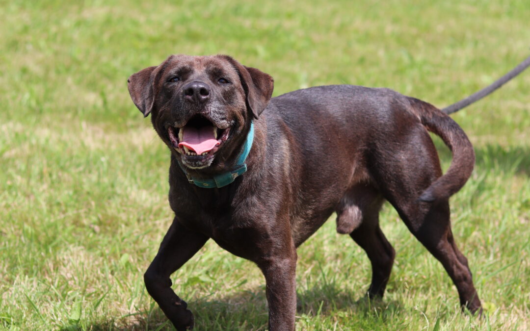 Psychické zdraví psů a koček