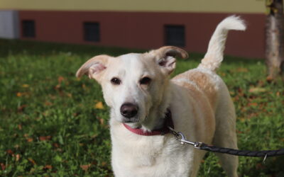 PocoLoco hledá domov. Najde?